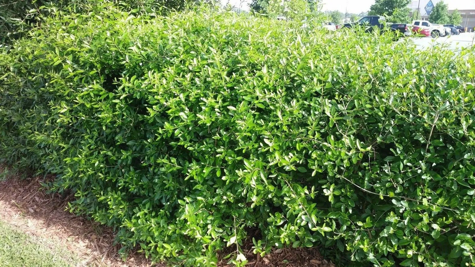 Florida Privet Forestiera segregata 50 Seeds  USA Company