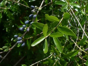 Florida Privet Forestiera segregata 50 Seeds  USA Company