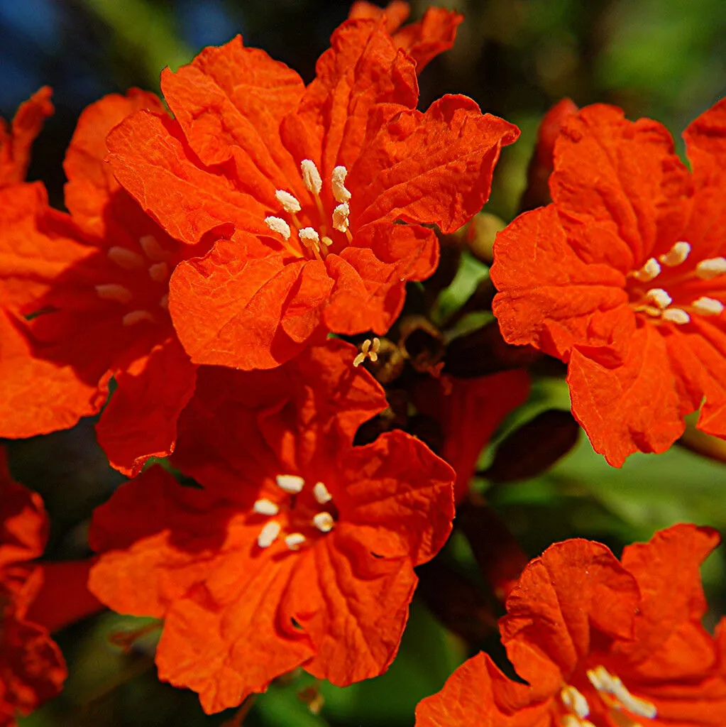 Geiger Tree Geranium Tree Cordia sebestena 20 Seeds  USA Company