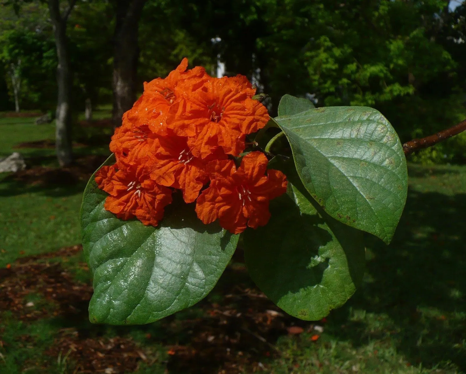 Geiger Tree Geranium Tree Cordia sebestena 20 Seeds  USA Company