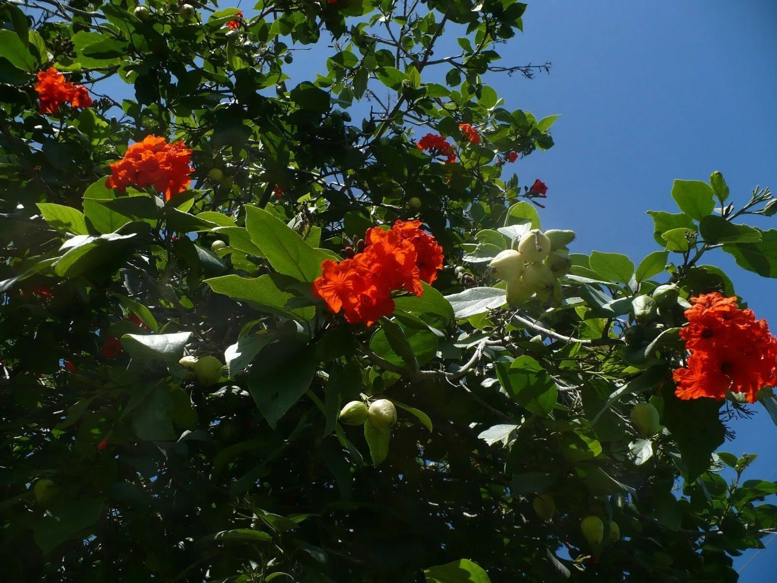 Geiger Tree Geranium Tree Cordia sebestena 20 Seeds  USA Company