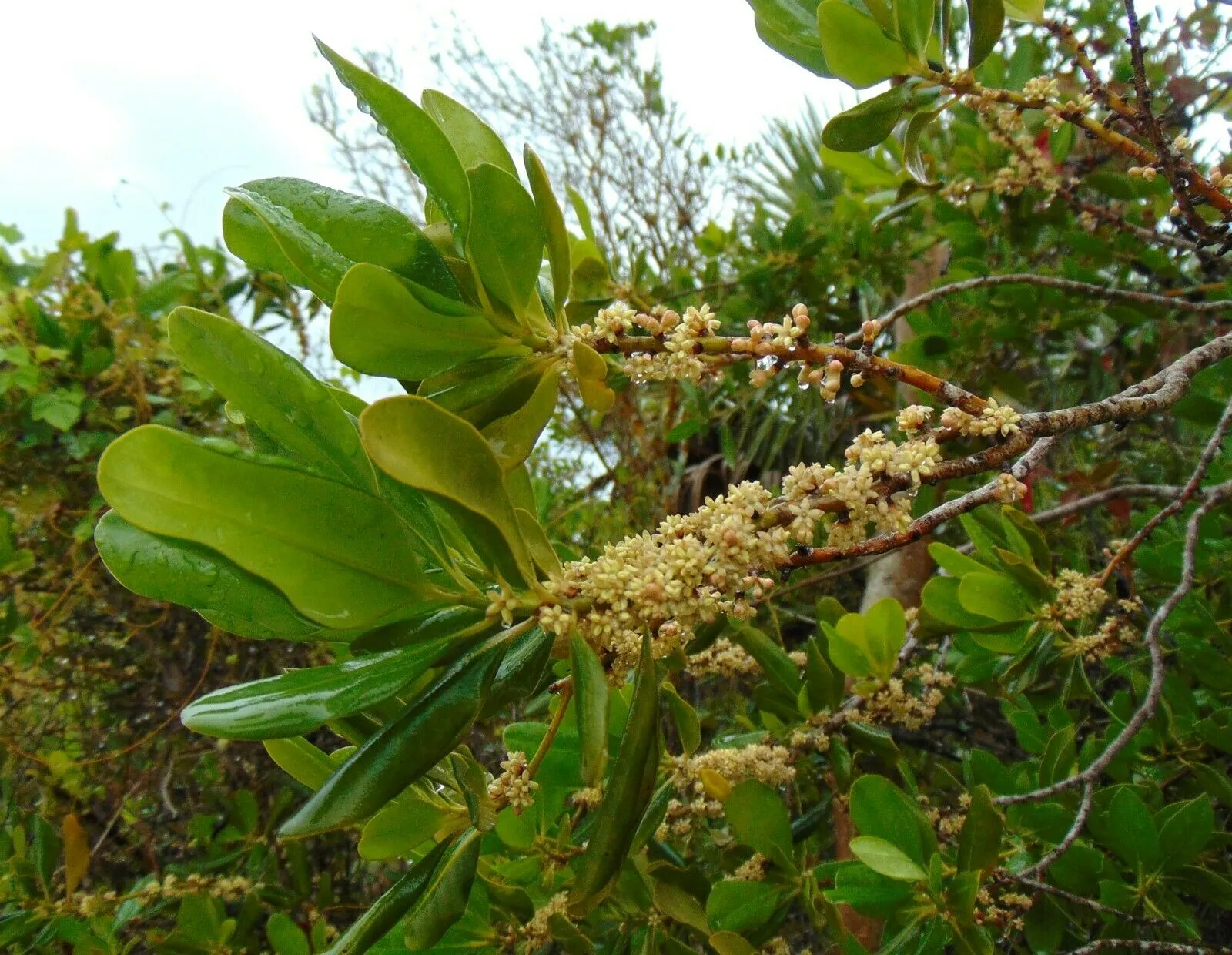 Myrsine Rapanea guianensis 20 Seeds   USA Company