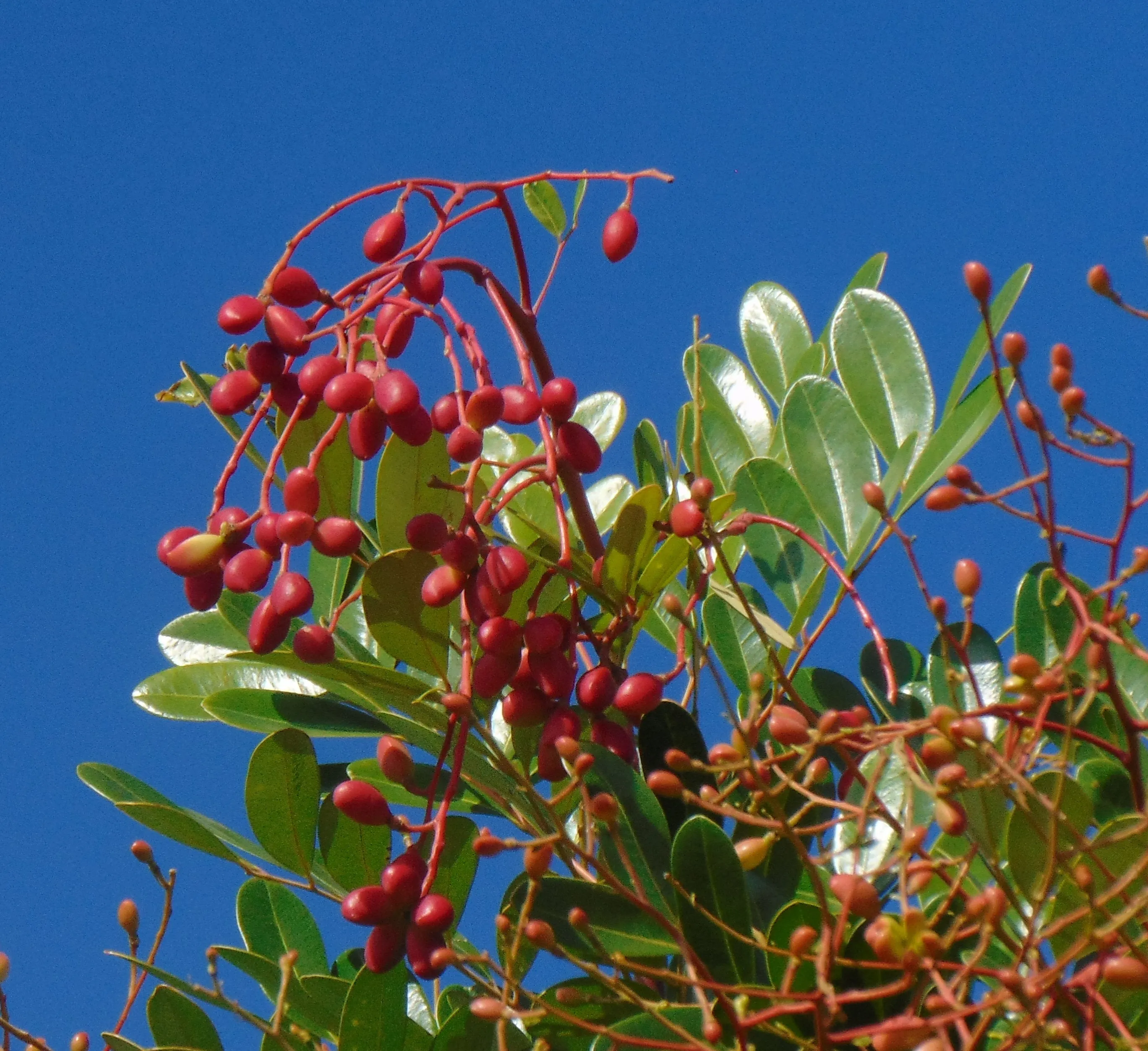 Paradise Tree Simarouba glauca 20 Seeds  USA Company