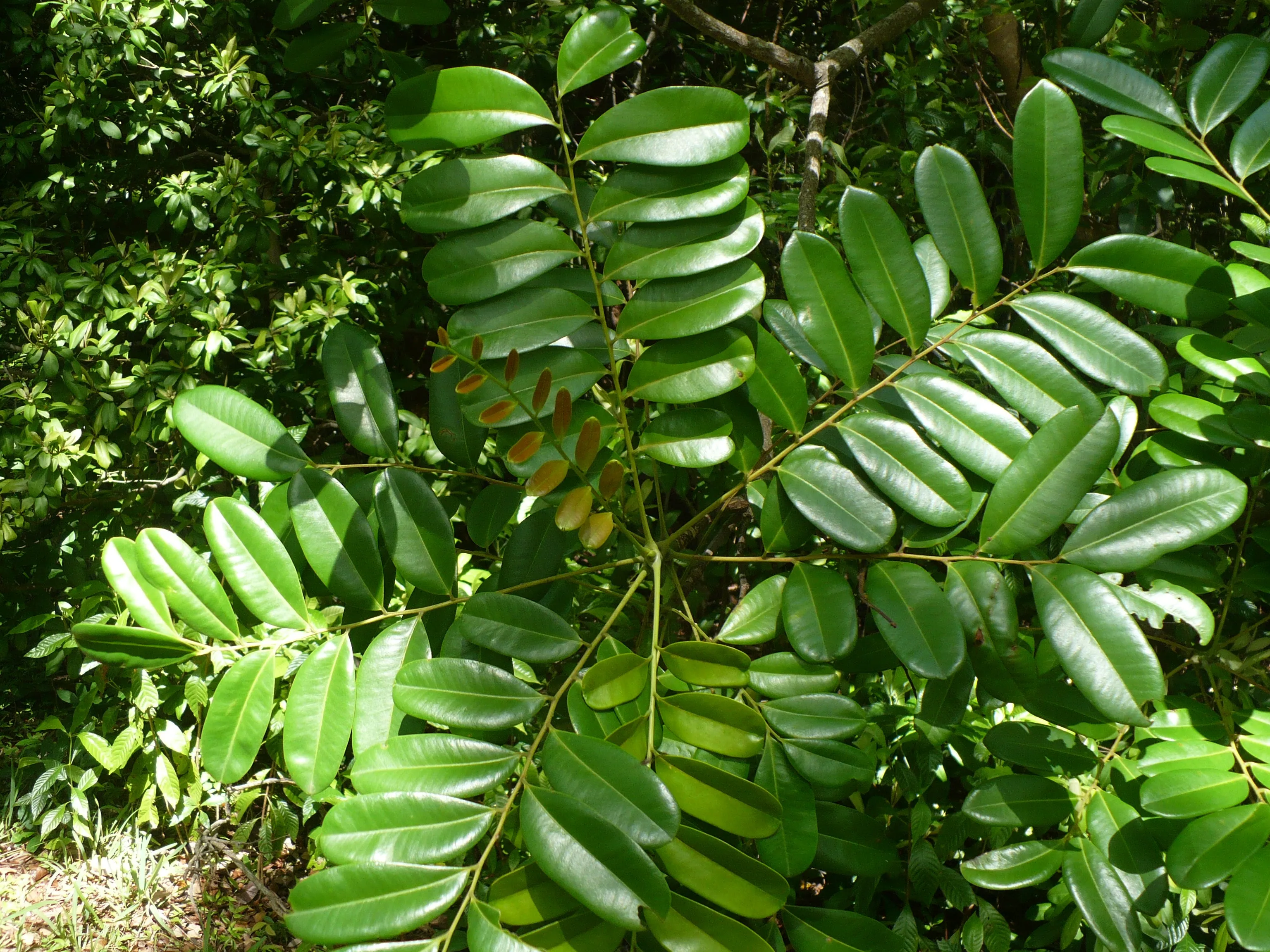 Paradise Tree Simarouba glauca 20 Seeds  USA Company