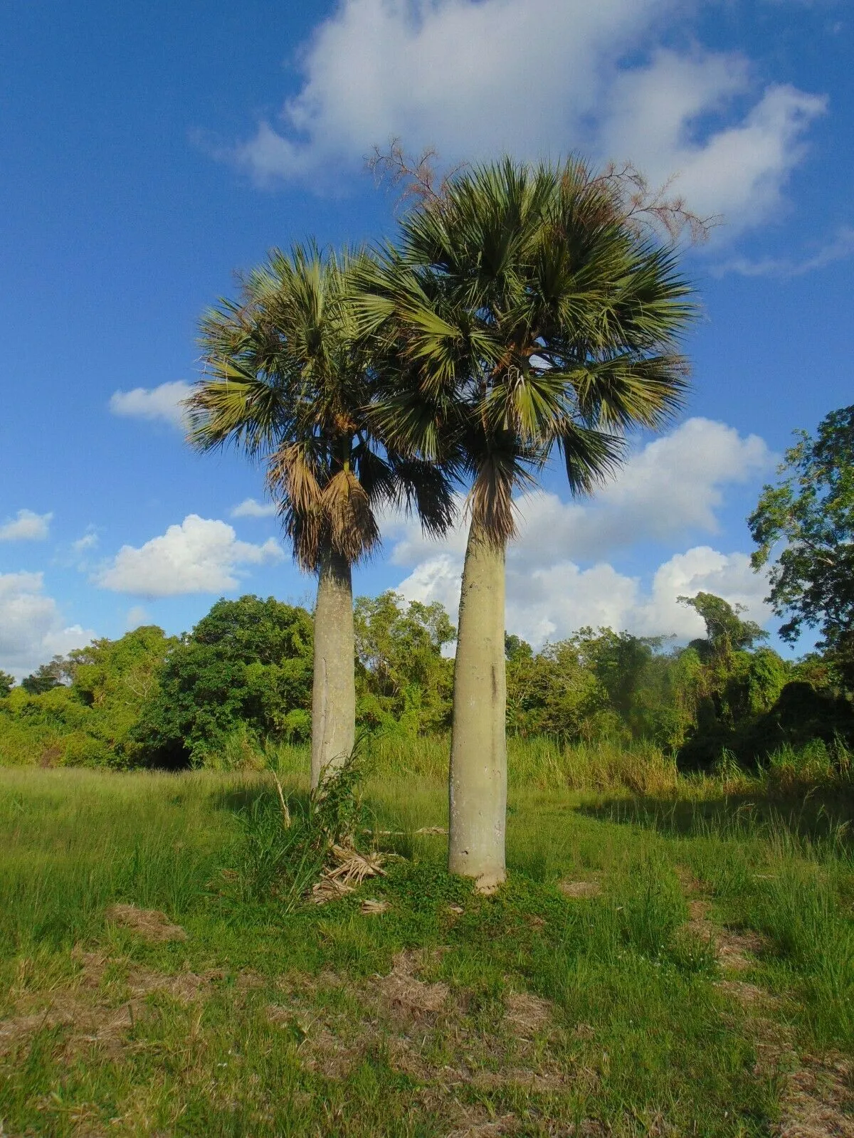 Puerto Rican Hat Palm Sabal causiarum 10 Seeds  USA Company