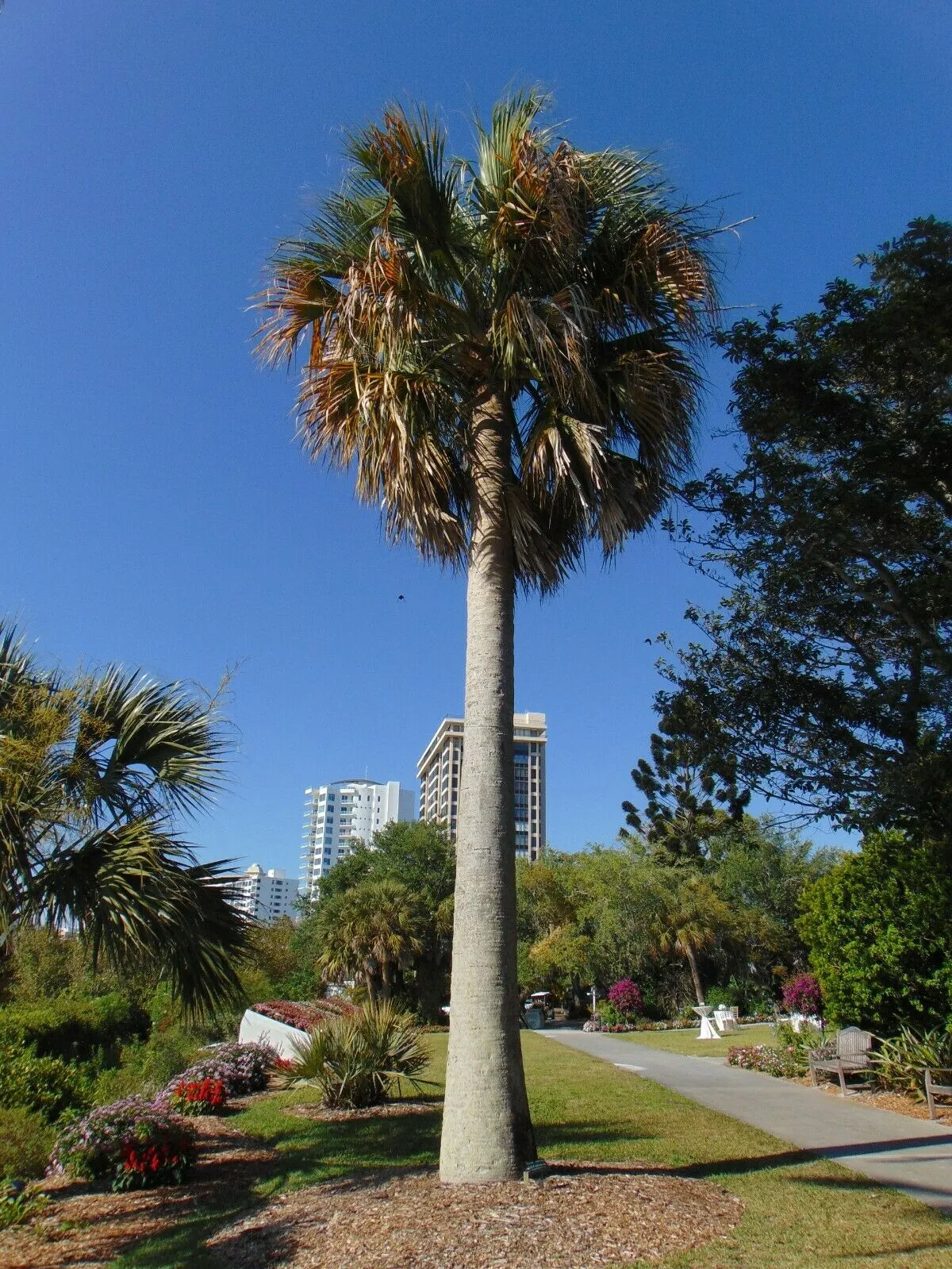 Puerto Rican Hat Palm Sabal causiarum 10 Seeds  USA Company