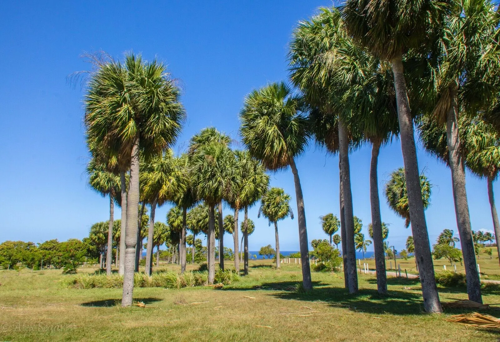 Puerto Rican Hat Palm Sabal causiarum 10 Seeds  USA Company