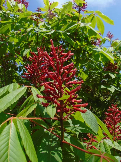 Red Buckeye Aesculus pavia 5 Seeds  USA Company