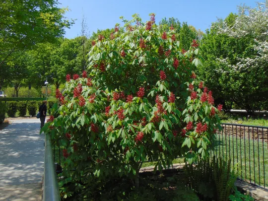 Red Buckeye Aesculus pavia 5 Seeds  USA Company