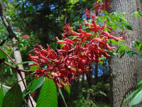 Red Buckeye Aesculus pavia 5 Seeds  USA Company