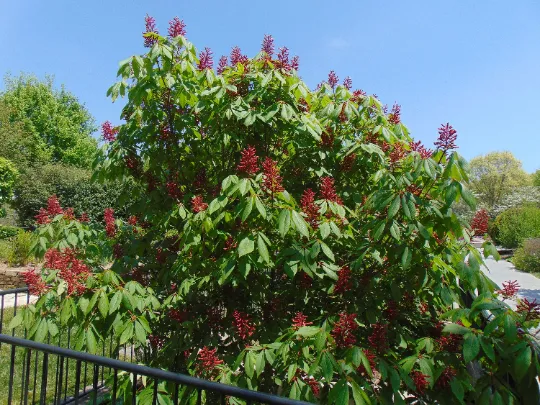 Red Buckeye Aesculus pavia 5 Seeds  USA Company