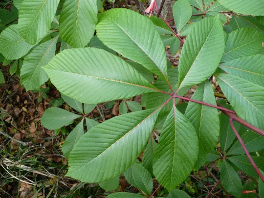 Red Buckeye Aesculus pavia 5 Seeds  USA Company