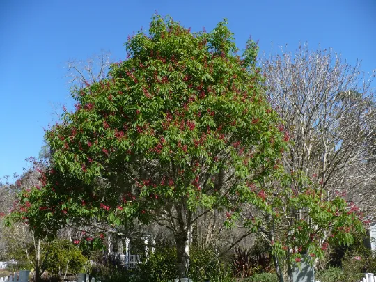 Red Buckeye Aesculus pavia 5 Seeds  USA Company