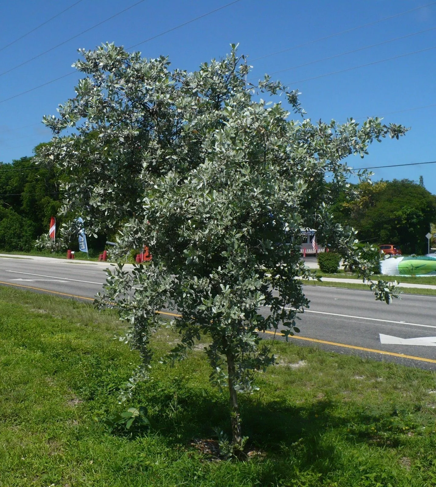 Silver Buttonwood Conocarpus erectus 100 Seeds  USA Company