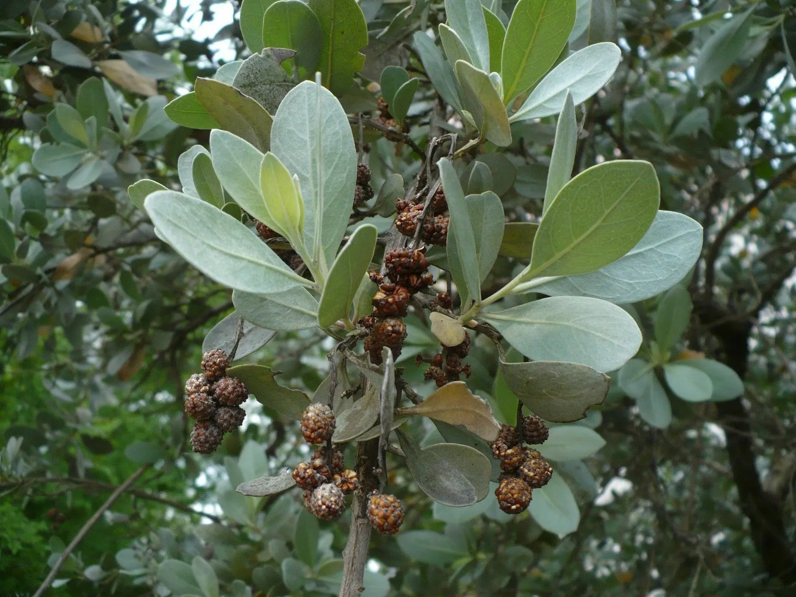 Silver Buttonwood Conocarpus erectus 100 Seeds  USA Company