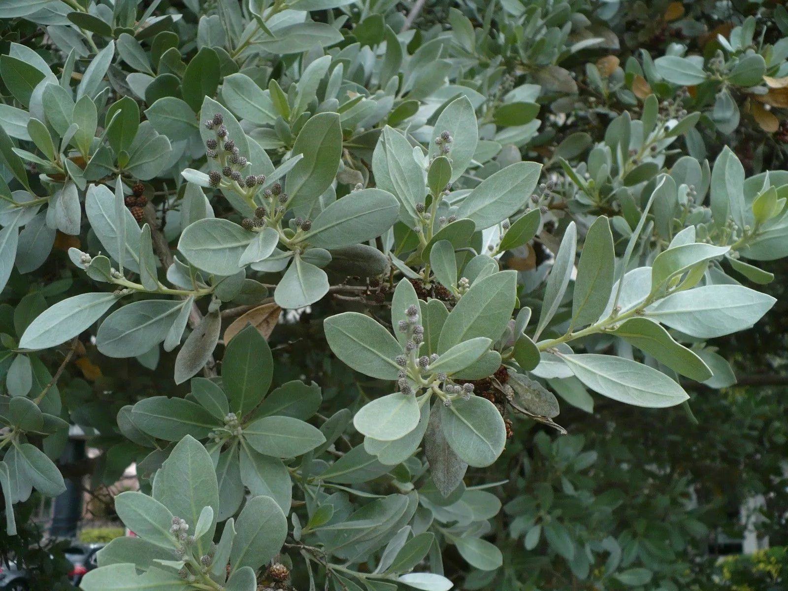 Silver Buttonwood Conocarpus erectus 100 Seeds  USA Company