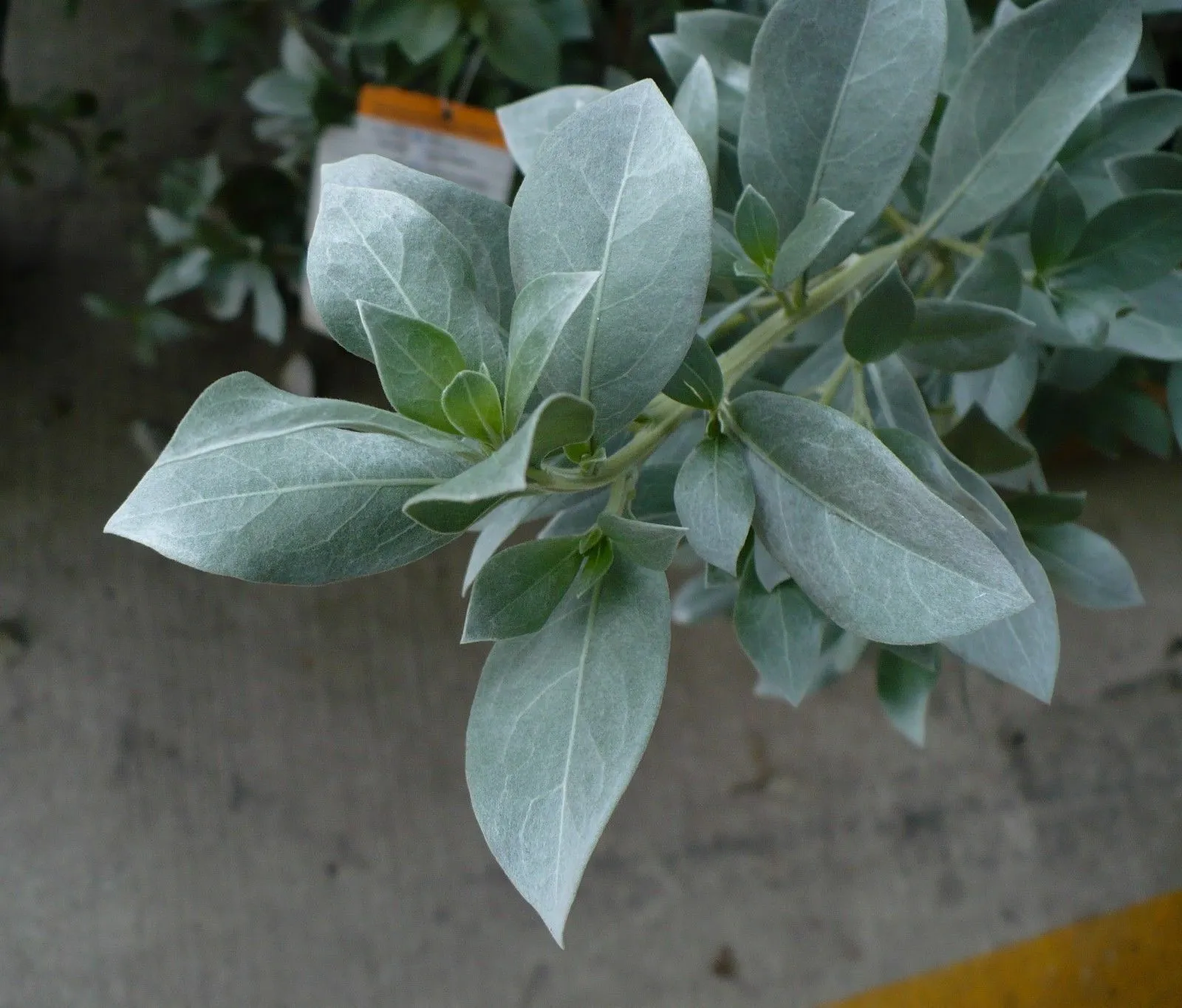 Silver Buttonwood Conocarpus erectus 100 Seeds  USA Company